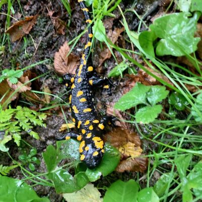 Fire Salamander in Soglio