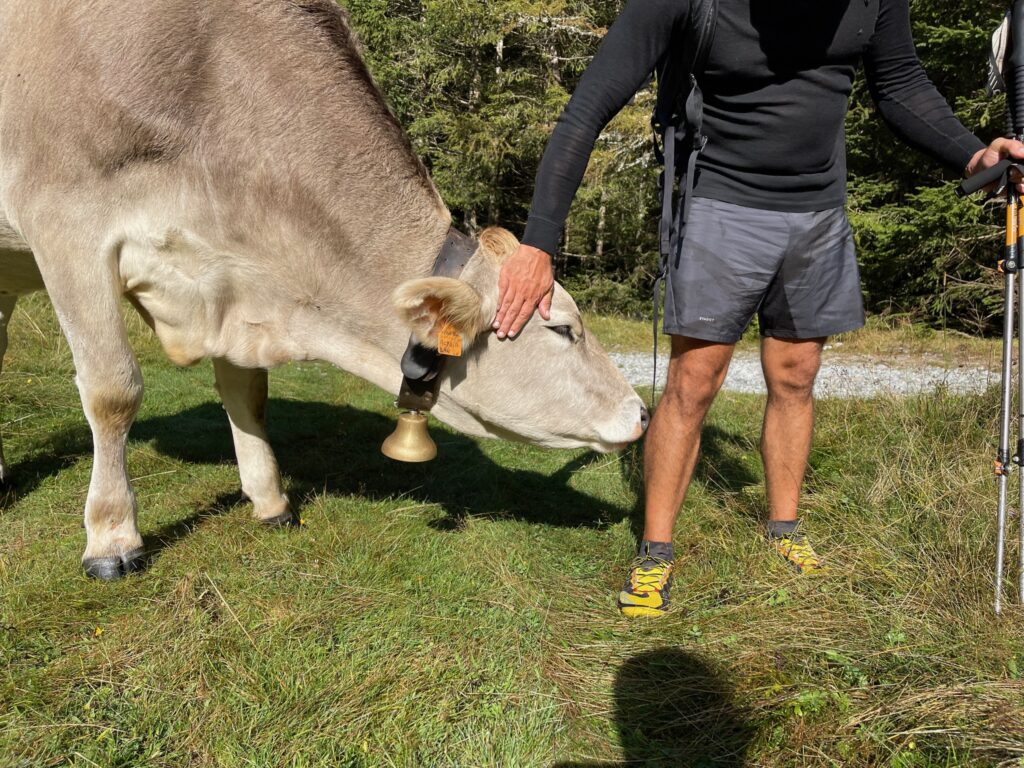 Friendly cow in Val Codera