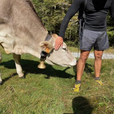 Friendly cow in Val Codera