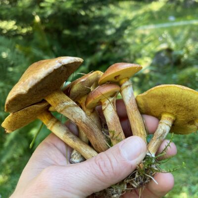 Mushrooms in Val Codera