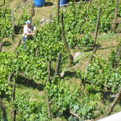 Pianazzola vineyard