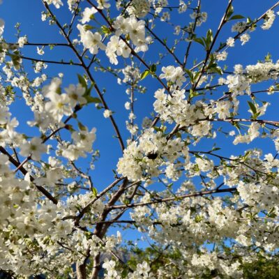 Uscione flowers