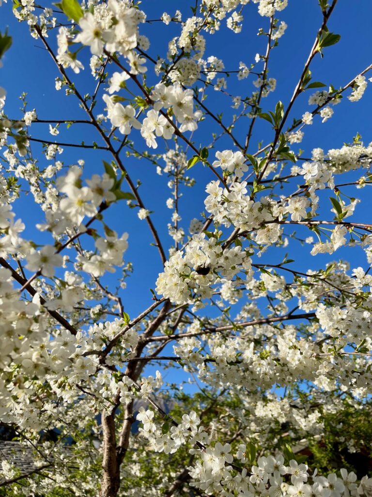 Uscione flowers